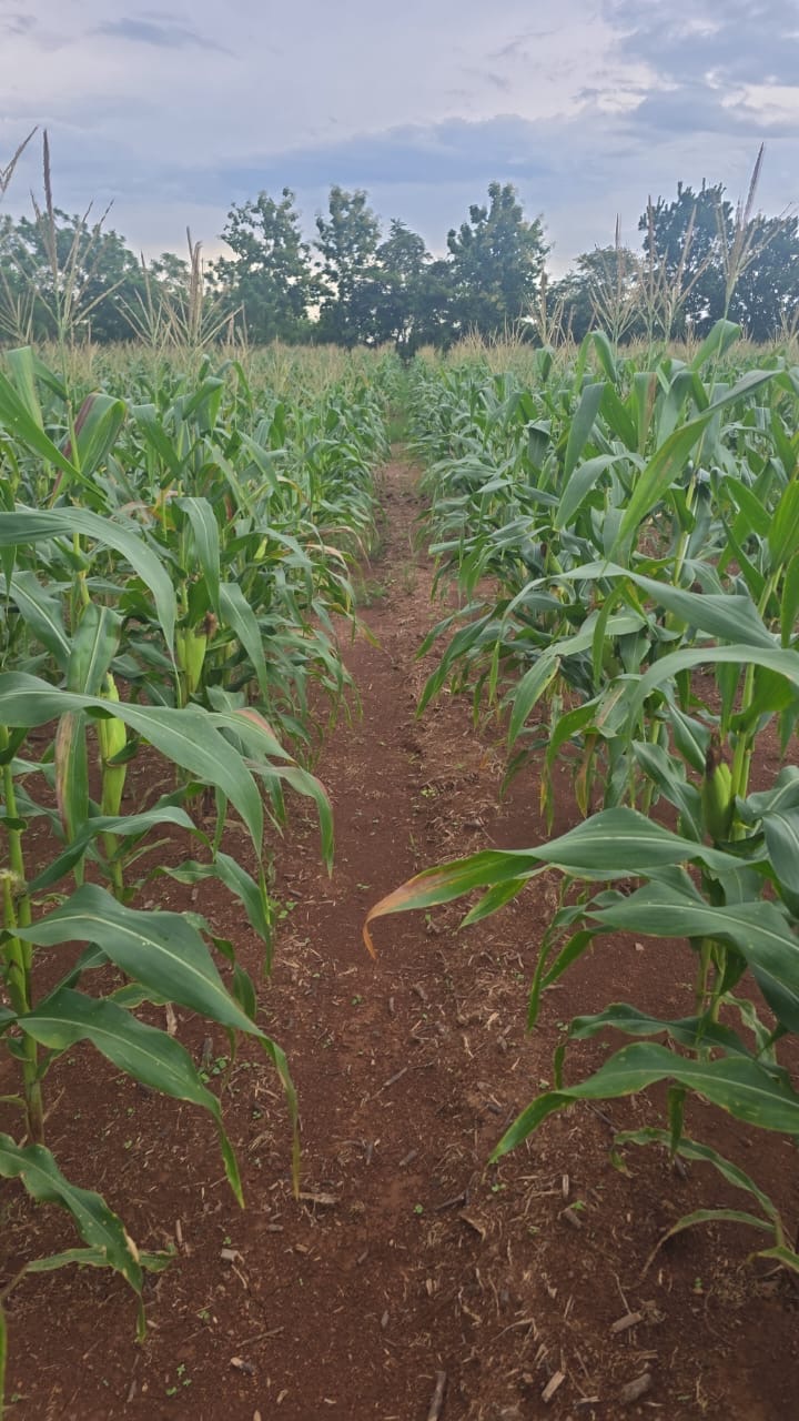 Cultivo de maíz en pleno crecimiento