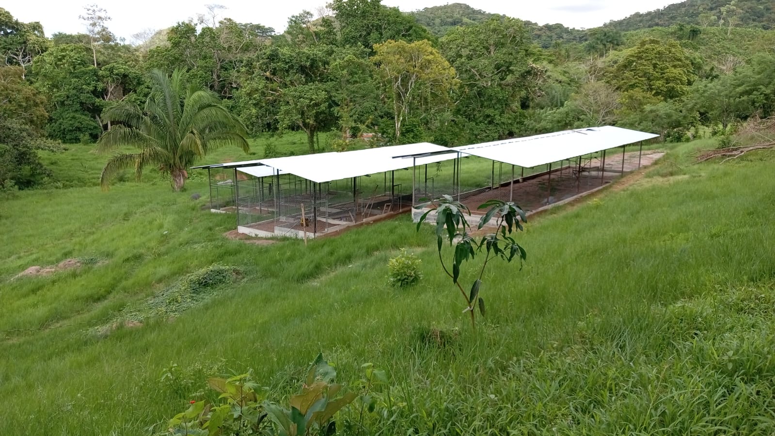 Galpón avícola con instalaciones modernas
