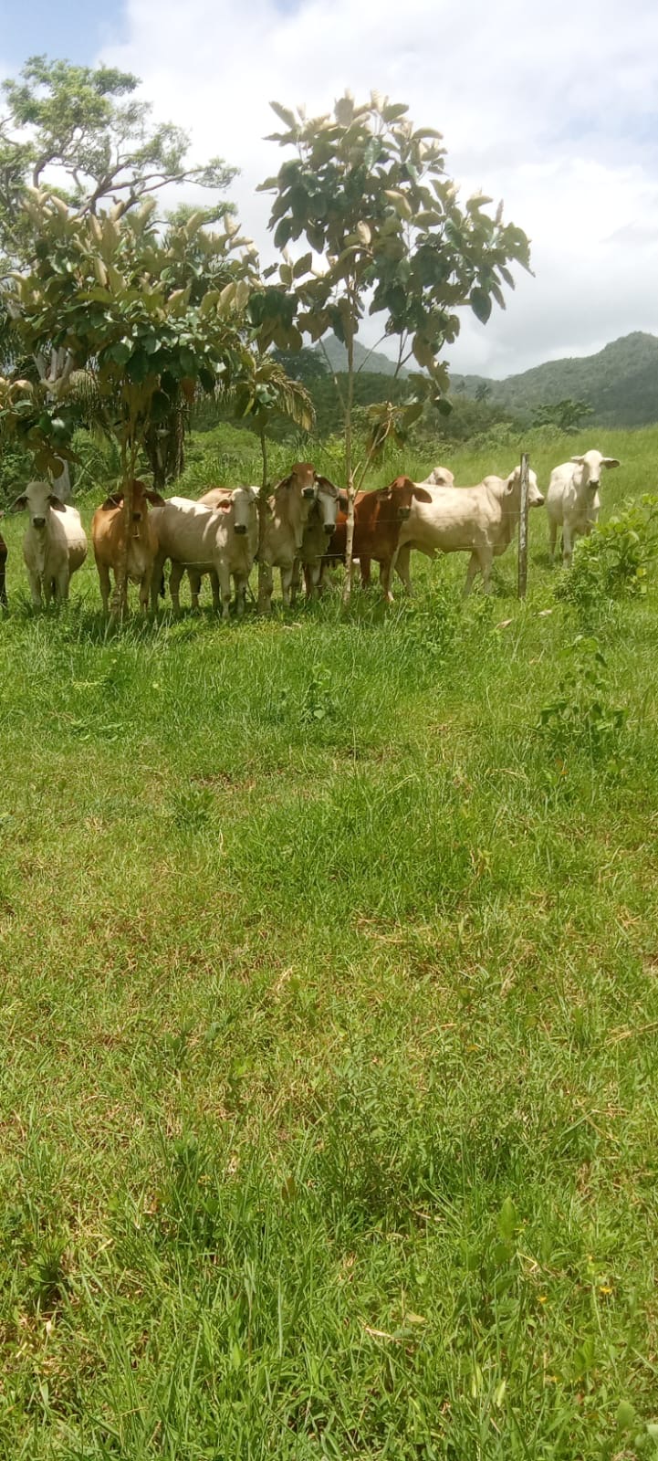 Ganado Bovino