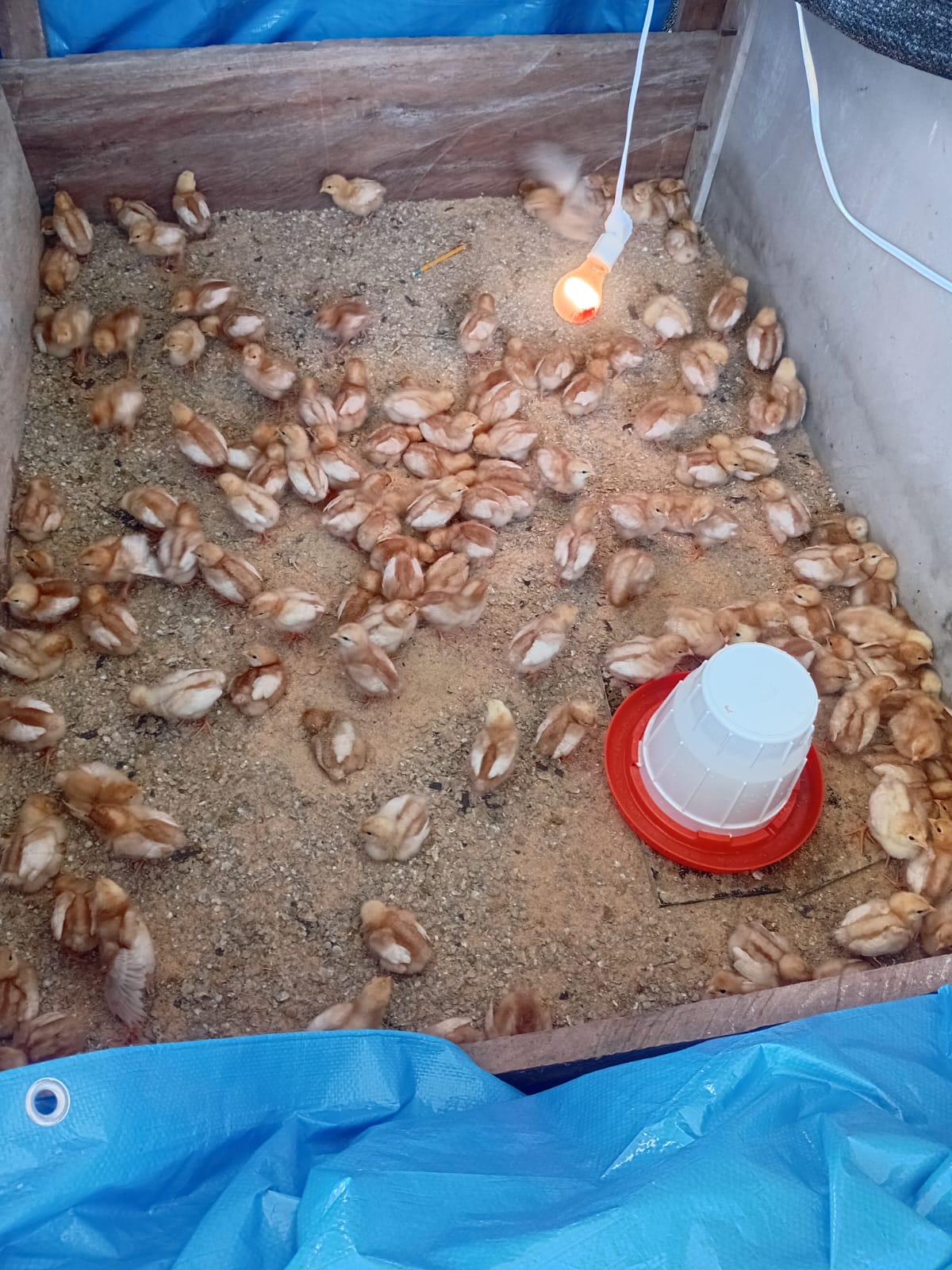 Pollo
