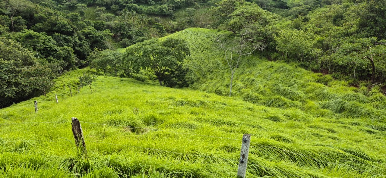 Finca Aurivale en Capira, Panamá — verdes colinas y pastizales